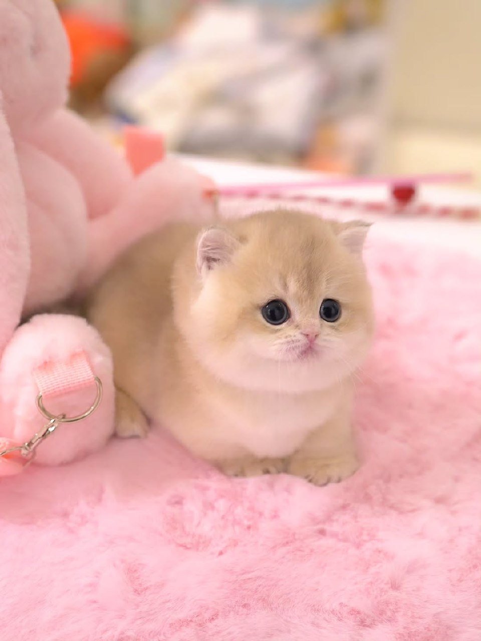 Mochi Munchkin kitten Galveston Texas Breeder - Female Health Tested Vaccinated